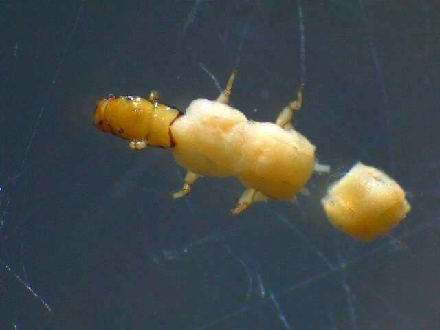 Image of Phylocentropus