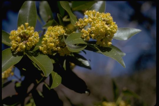 Umbellularia californica (Hook. & Arn.) Nutt. resmi