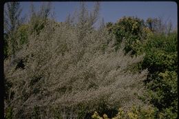 Image of coastal sagebrush