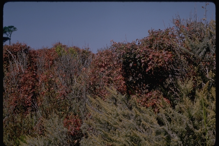 Image of Pacific poison oak