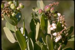 Image de Arctostaphylos pumila Nutt.