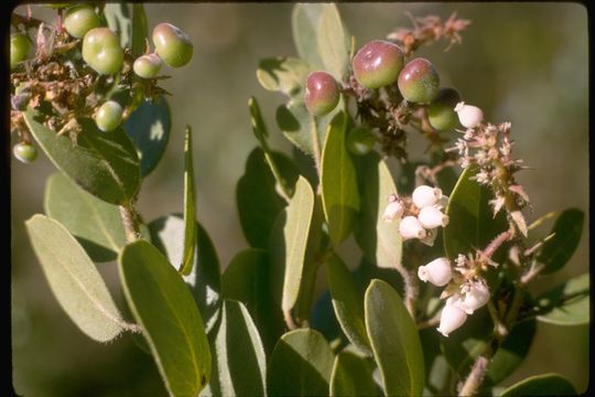 Слика од Arctostaphylos pumila Nutt.