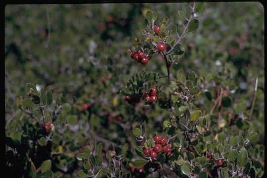 Image of Hooker's manzanita