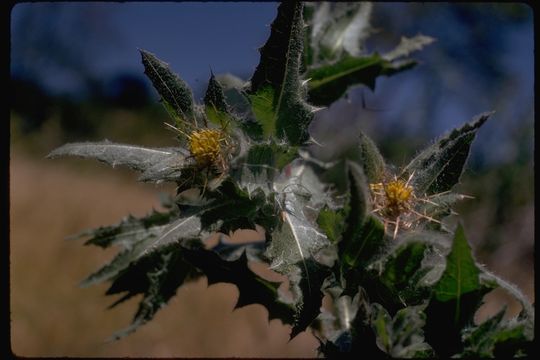 Image of blessed thistle