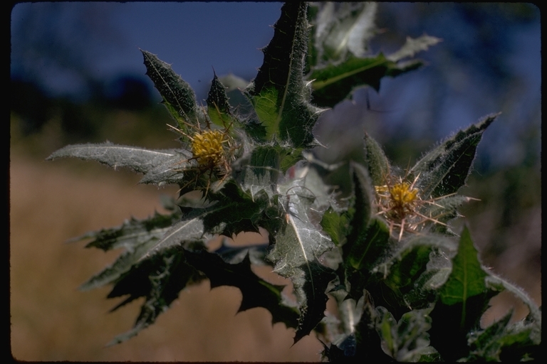 Image of blessed thistle