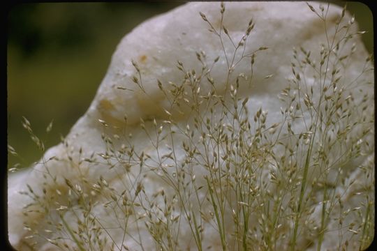 Image of silver hairgrass