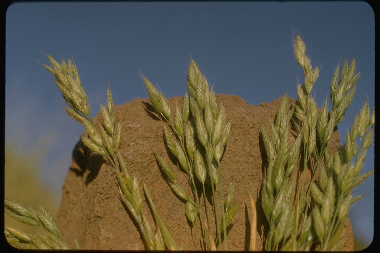 Imagem de Bromus ferronii Mabille