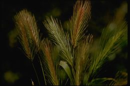 Hordeum murinum L.的圖片