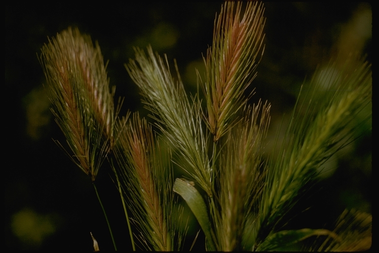 Image of mouse barley