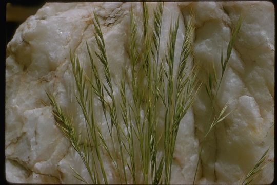 Image of <i>Festuca microstachys</i>