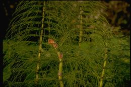 Image of giant horsetail