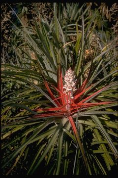 Bromelia serra Griseb.的圖片