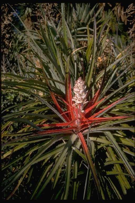 Plancia ëd Bromelia serra Griseb.