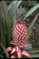 Image of Pineapple