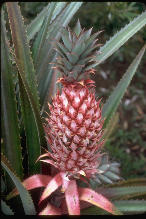 Plancia ëd Ananas comosus (L.) Merr.