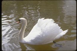 Image of Mute Swan