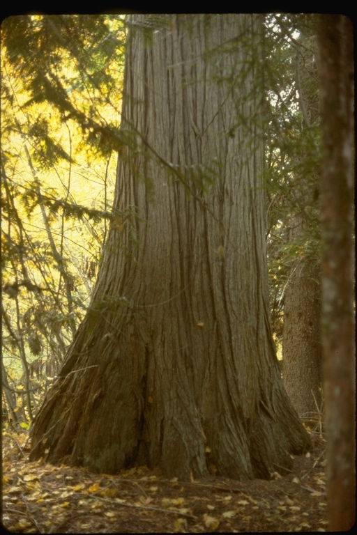 Image of Canoe Cedar