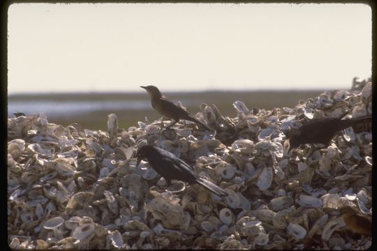 Image of Boat-tailed Grackle