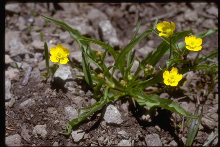 Image of plantainleaf buttercup