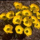 Image of alpine buttercup