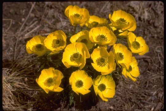 Image de Ranunculus adoneus A. Gray