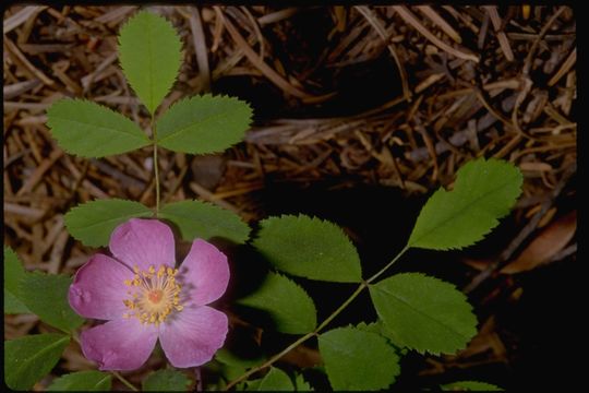 Image of dwarf rose