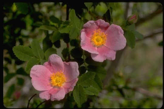 Sivun Rosa woodsii var. ultramontana (S. Wats.) Jeps. kuva