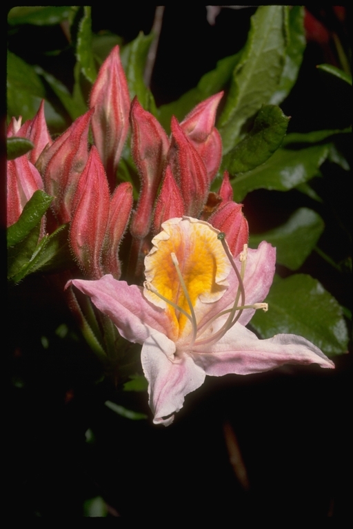 صورة Rhododendron occidentale (Torr. & Gray) A. Gray