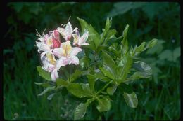 صورة Rhododendron occidentale (Torr. & Gray) A. Gray