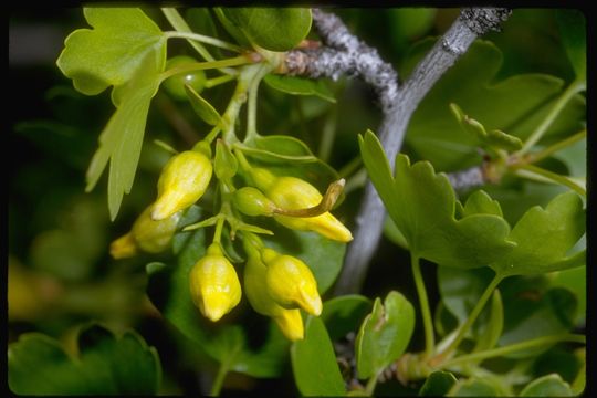 Image of golden currant