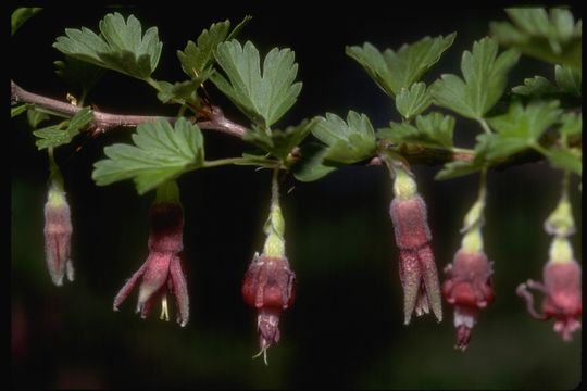 Image of Sierra gooseberry