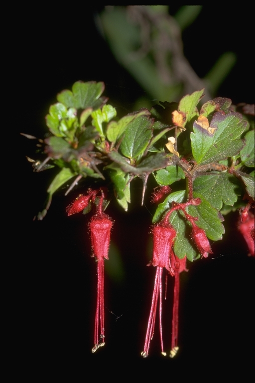 Image de Ribes speciosum Pursh