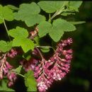 Image de Ribes malvaceum Sm.