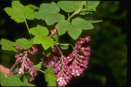 Image de Ribes malvaceum Sm.