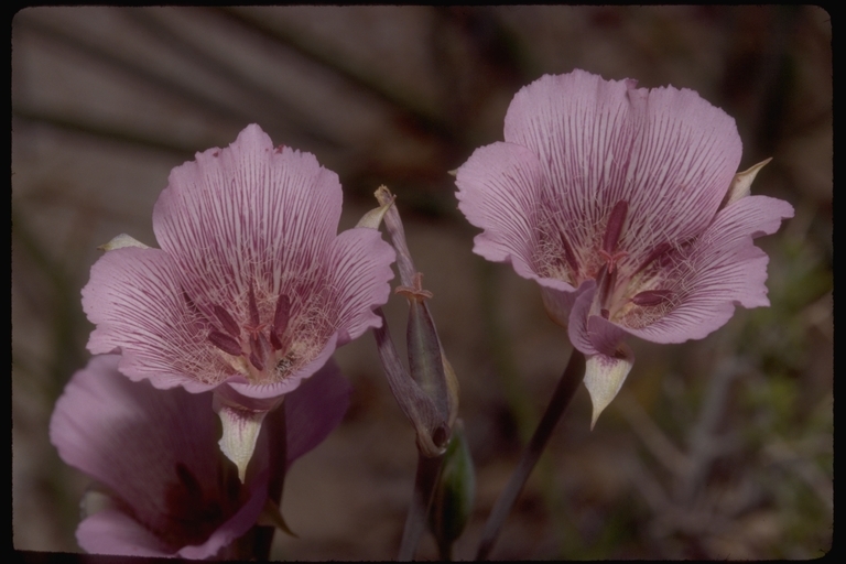 Image of alkali mariposa lily