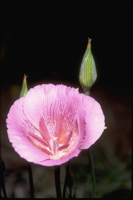 Image of alkali mariposa lily