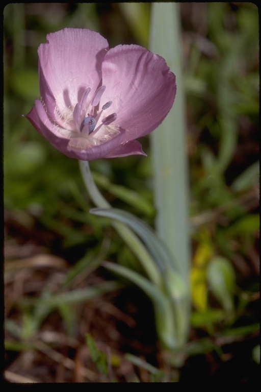 Calochortus uniflorus Hook. & Arn. resmi