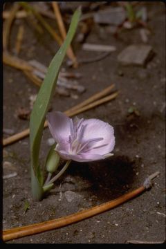 Image of Sierra mariposa lily