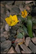 Calochortus monophyllus (Lindl.) Lem. resmi