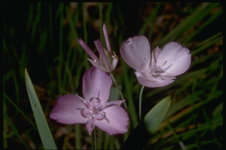 Calochortus nudus S. Watson的圖片