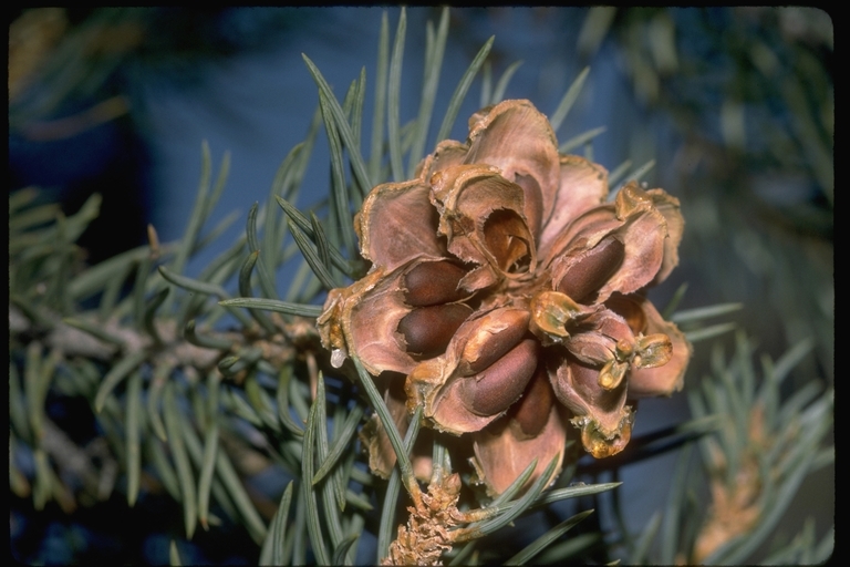 Image of singleleaf pinyon