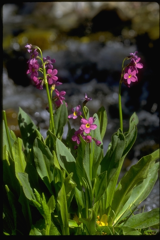 Primula parryi A. Gray resmi