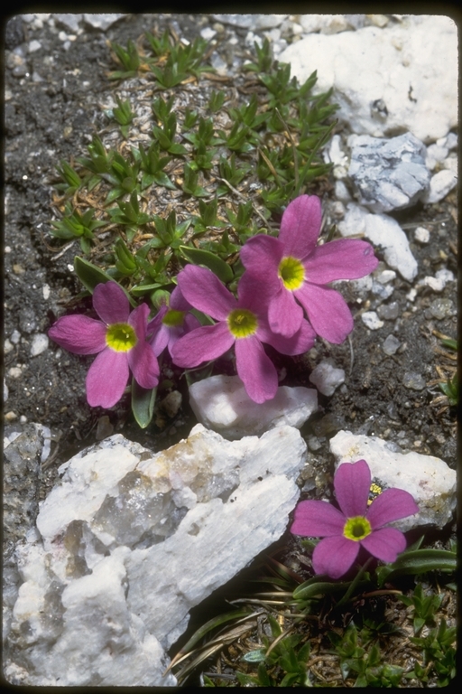 Image of alpine primrose