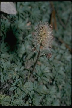 Sivun Petrophytum caespitosum (Nutt.) Rydb. kuva