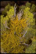 Image of juniper mistletoe