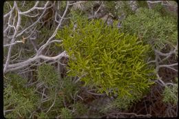 Image of dense mistletoe