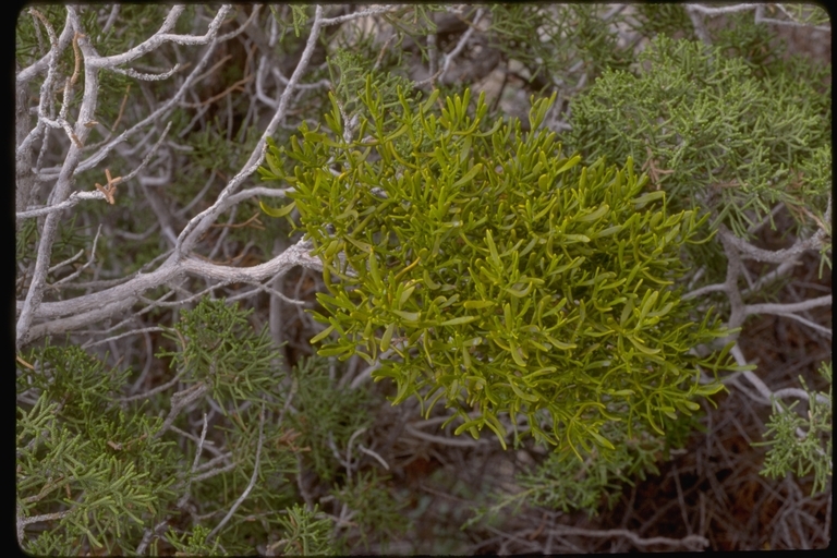 Image of dense mistletoe