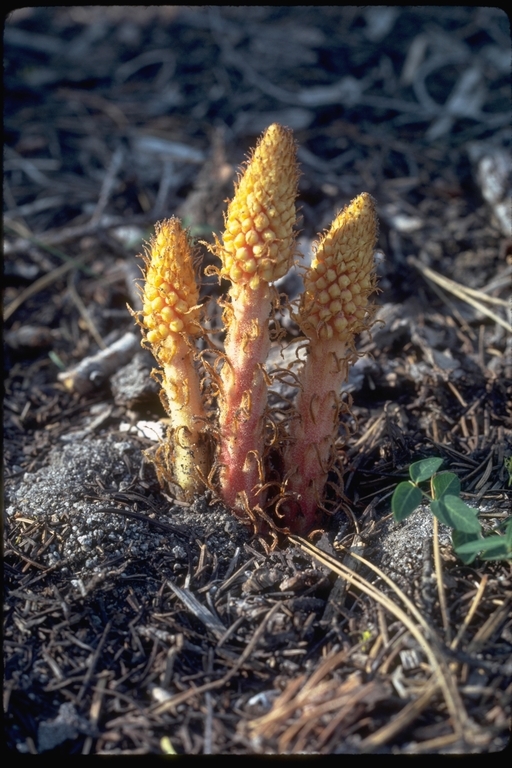 Image of woodland pinedrops