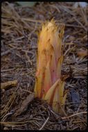 Image of woodland pinedrops