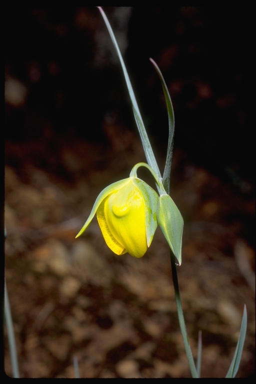 Calochortus raichei Farwig & V. Girard resmi